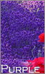 紫色系カーテン特集